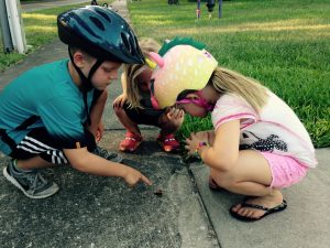 Lynden (age 8), Everett (age 3) and Vivi (age 7) found a flattened bug on a bike ride (June 2016)